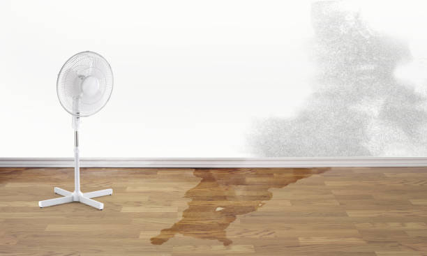 Best Local water damage restoration  in Merrill, IA